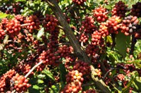 País tem safra recorde de café em 2016: 51,37 milhões de sacas