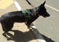 Pastora alemã Neca é a nova integrante da equipe dos cães farejadores do Mapa