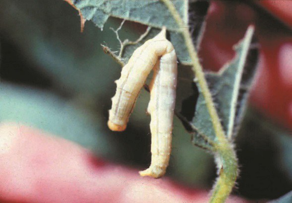 Daniel Gomez/Embrapa