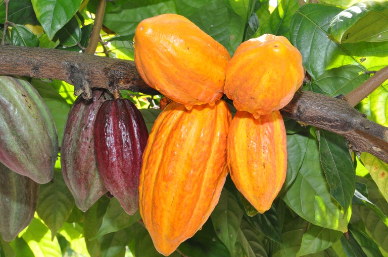Cacaueiro no sul da Bahia