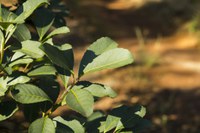 Pesquisadores elaboram dicionário das características sensoriais do chá-mate