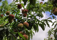 Pêssegos com tecnologia da Embrapa ganham mercados no Hemisfério Norte