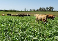 Planejamento forrageiro aumenta em 40% a produção de leite no RS