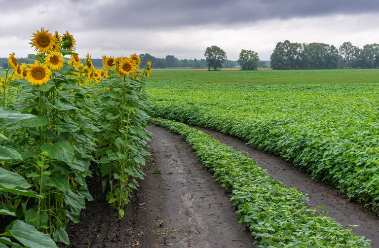 Girassol e Soja iStock-1191867396.jpg
