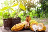 Política de Inovação vai promover desenvolvimento da cacauicultura brasileira