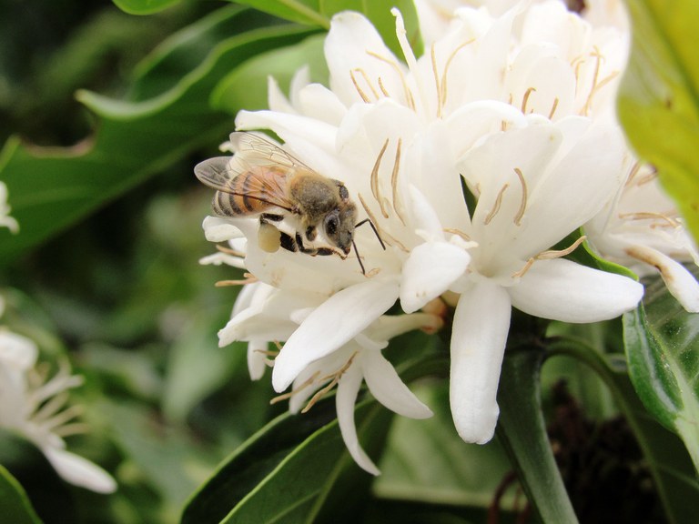abelha flor café iStock-870827910.jpg