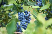 Polo quer estimular produção de frutas de alto valor agregado no DF e em 33 cidades de Goiás e MG