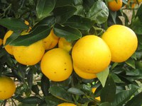 Preços de frutas e hortaliças ficaram mais baratos em junho, de acordo com a Conab