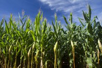 Produção nacional de grãos é estimada em 312,2 milhões de toneladas na safra 2022/23