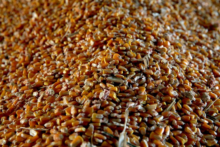 plantação de milho