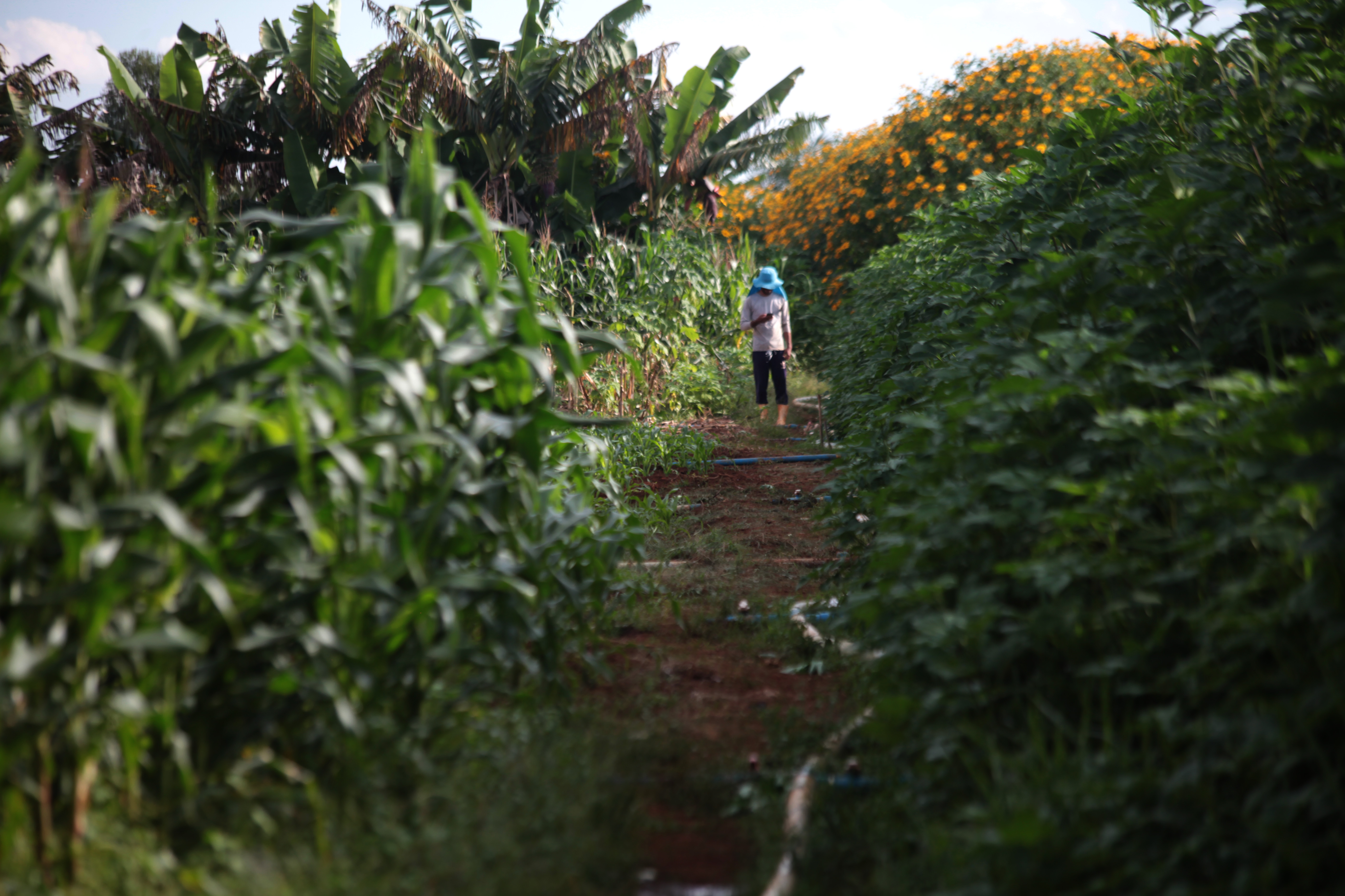 Antônio Araújo/Mapa