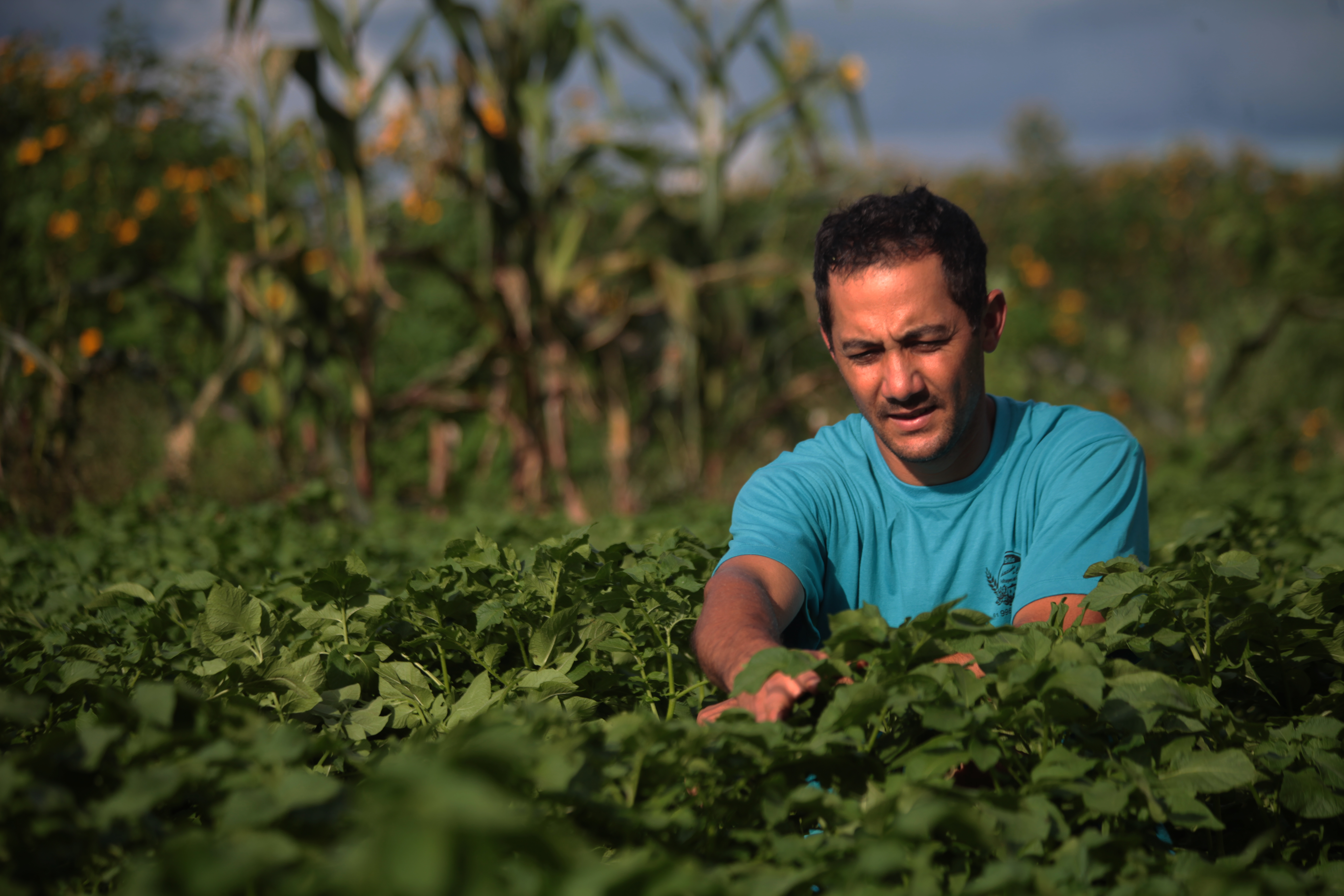 Antônio Araújo/Mapa