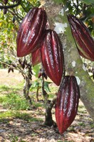 Produtores querem cacau com alta produtividade