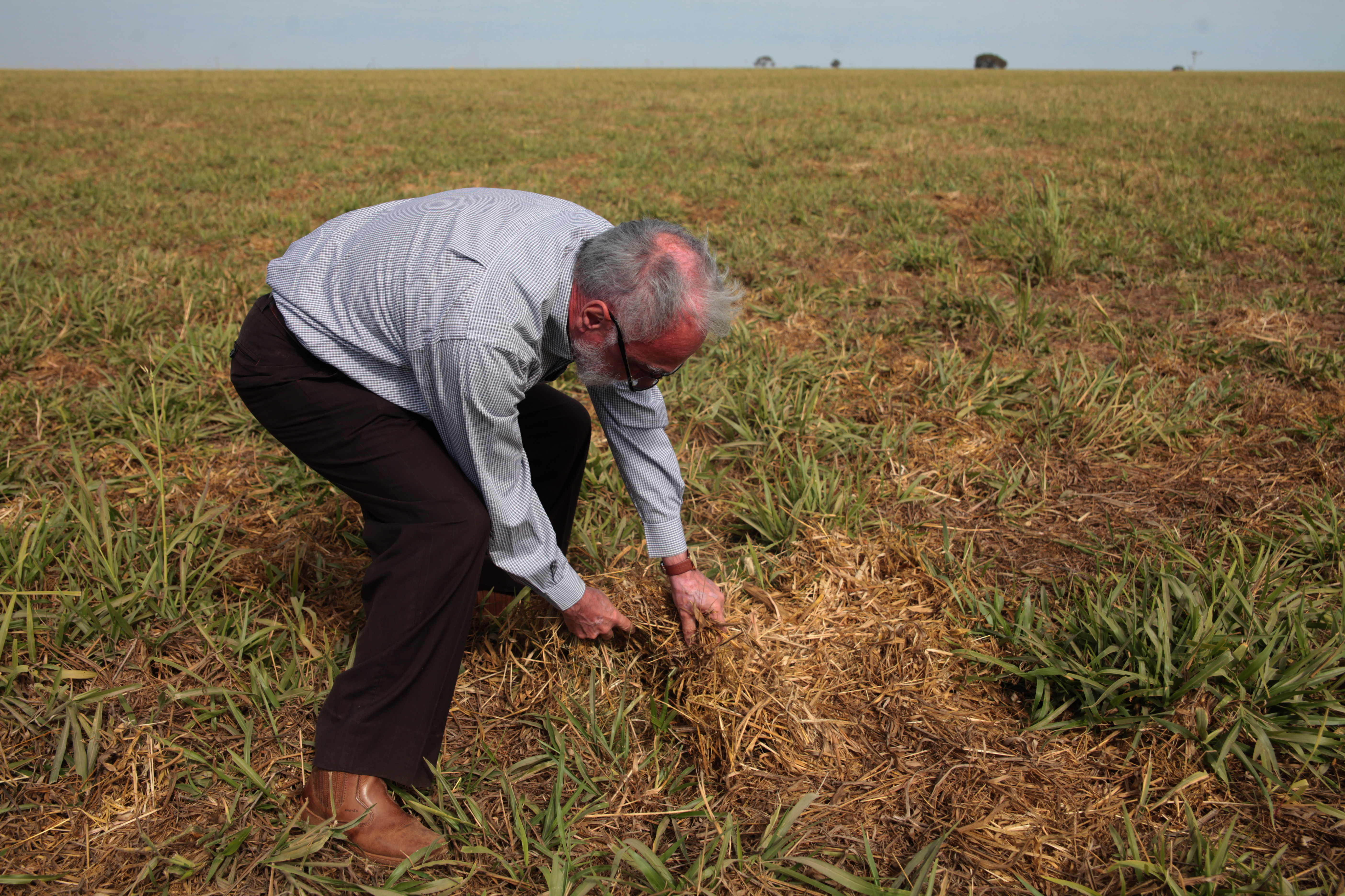 Maurício Carvalho, engenheiro agrônomo do Mapa, mostra solo com plantas de cobertura