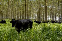 Programa ABC financia mais de 750 mil hectares com tecnologias de baixa emissão de carbono em 2020