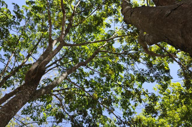 Embraba/Zineb Benchekchou