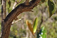 'Paisagens Rurais' visa fortalecer práticas agrícolas no Cerrado