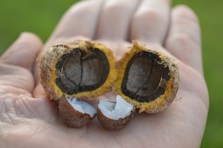 macauba iStock-1182086036.jpg