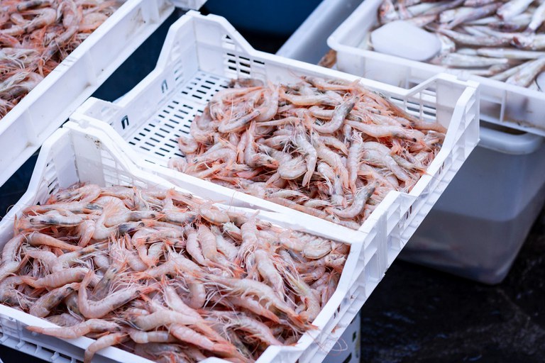 camarão.jpg