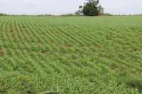 Publicado Zoneamento Agrícola de Risco Climático de milho de segunda safra