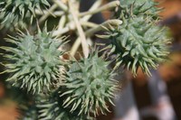 Publicado zoneamento agrícola de risco climático para o cultivo da mamona na safra 2022/2023