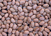 Publicado zoneamento agrícola do feijão 2ª safra para 2022/2023