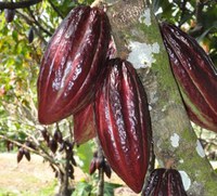 Publicado primeiro zoneamento agrícola para Sistema Agroflorestal