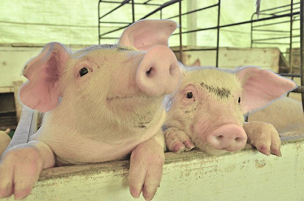 Embrapa/Divulgação