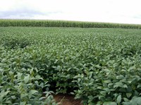 Safra 2016/17 de grãos deve chegar a 213 milhões de toneladas