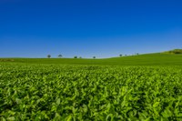 Safra 2021/22 de grãos cresce 4% em relação ao ciclo anterior e está estimada em 265,7 milhões de toneladas