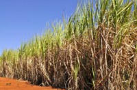 Safra de cana-de-açúcar 2017/2018 é estimada em 647,6 milhões de toneladas