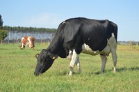 São Paulo chega a 400 municípios atendidos pelo programa +Leite Saudável