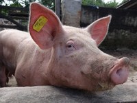 Segunda etapa de vacinação contra a Peste Suína Clássica começa dia 21 de março em Alagoas