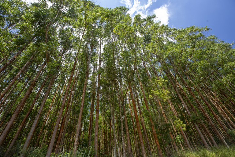 floresta iStock-1126722869.jpg