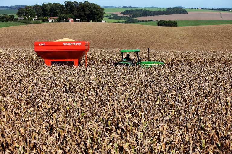 Cultura de milho foi uma das que mais recebeu recursos do seguro rural no primeiro semestre de 2019