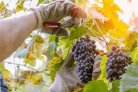 Seguros agrícolas de uva e de outras cinco frutas serão avaliados em videoconferência do Mapa
