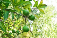 Seguros agrícolas para frutas serão avaliados em videoconferência do Mapa