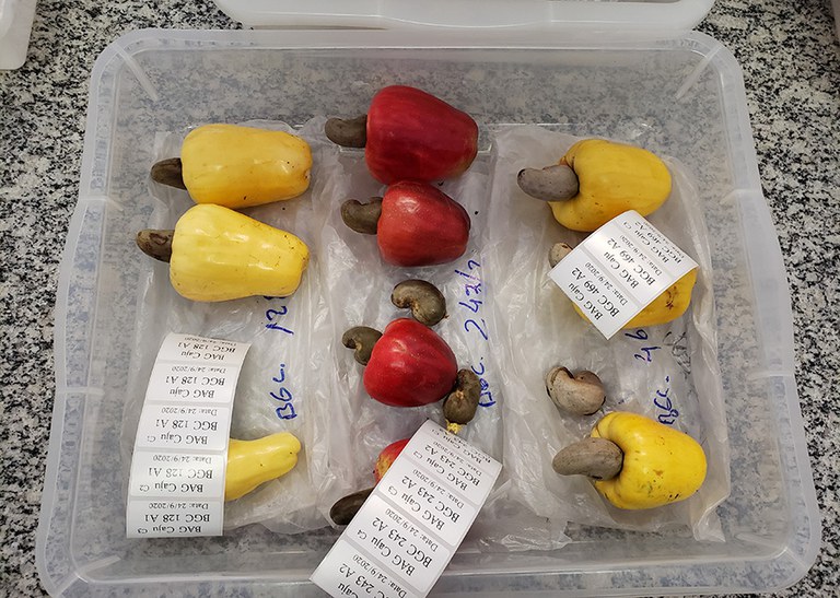 Caju_bandeja com cajus para o BAG.jpg