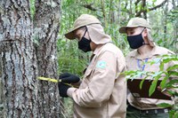 Serviço Florestal inicia projeto para completar o Inventário Florestal Nacional em quatro biomas
