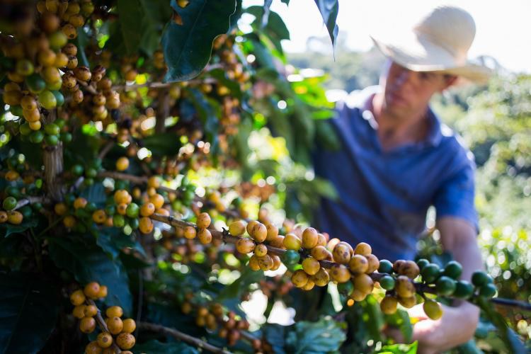 Setor cafeeiro tem limite de crédito ampliado na safra 2019/2020