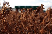 Soja em grãos bate recorde de volume exportado em novembro