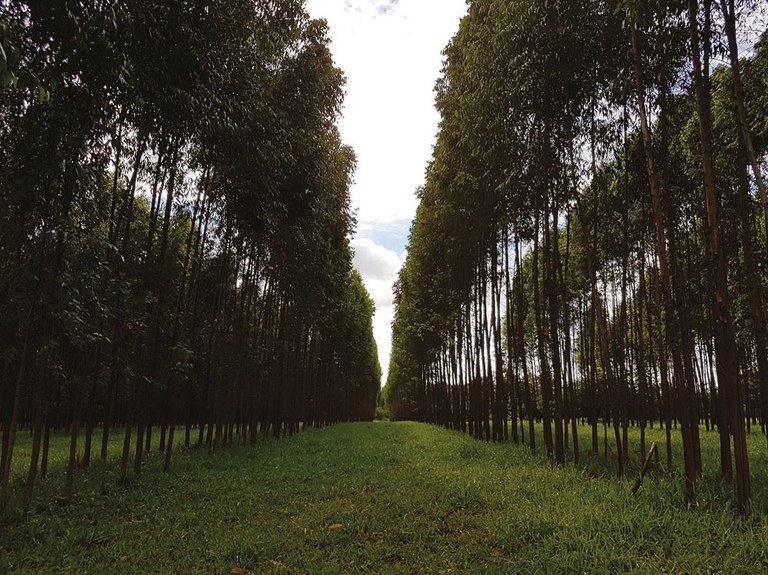 Corredor de Eucaliptos