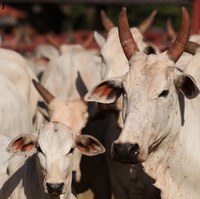 Começa vacinação contra febre aftosa no Amazonas e Pará