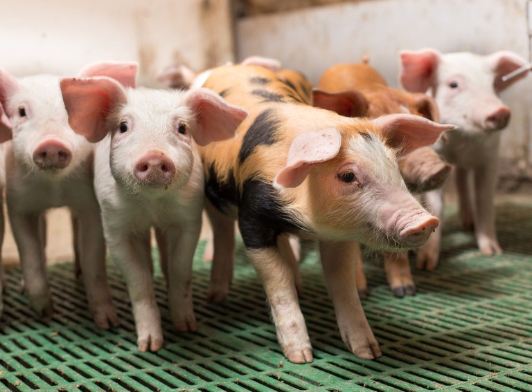 suínos iStock-1160802364.jpg