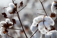 Valor da produção agropecuária de 2017 é estimado em R$ 548 bilhões, o maior em 30 anos