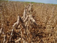 Valor da Produção Agropecuária de 2019 deverá superar o deste ano