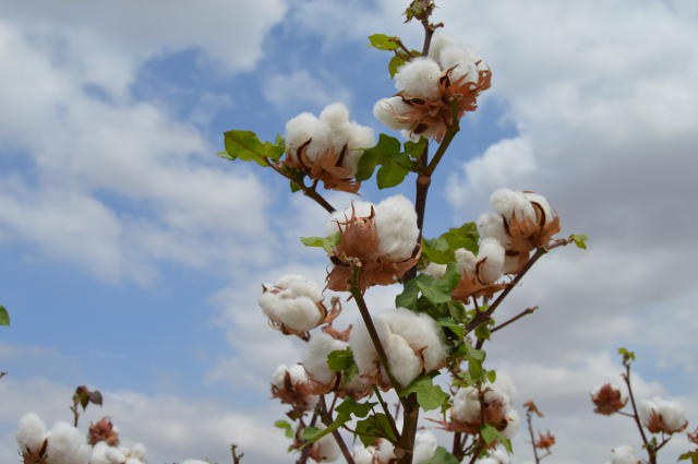 Embrapa/Sergio Cobel da Silva