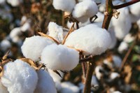 Valor da Produção Agropecuária é de R$ 542 bilhões em 2018