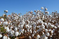 Valor da Produção Agropecuária é de R$ 574,25 bilhões