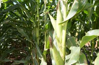 Valor da Produção Agropecuária é de R$ 588,8 bilhões